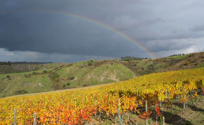 agriturismo in Volterra, Vino Merlot